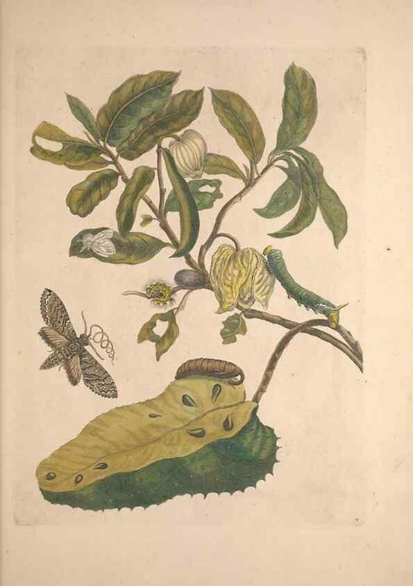 Reproducción/Reproduction 33271219148: Maria Sybilla Meriaen Over de voortteeling en wonderbaerlyke veranderingen der Surinaamsche insecten :. t'Amsterdam :By Jean Frederic Bernard,1730.. 