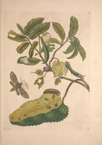 Reproducción/Reproduction 33271219148: Maria Sybilla Meriaen Over de voortteeling en wonderbaerlyke veranderingen der Surinaamsche insecten :. t'Amsterdam :By Jean Frederic Bernard,1730.. 