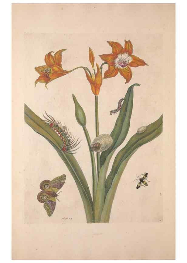 Reproducción/Reproduction 33271222228: Maria Sybilla Meriaen Over de voortteeling en wonderbaerlyke veranderingen der Surinaamsche insecten :. t'Amsterdam :By Jean Frederic Bernard,1730.. 