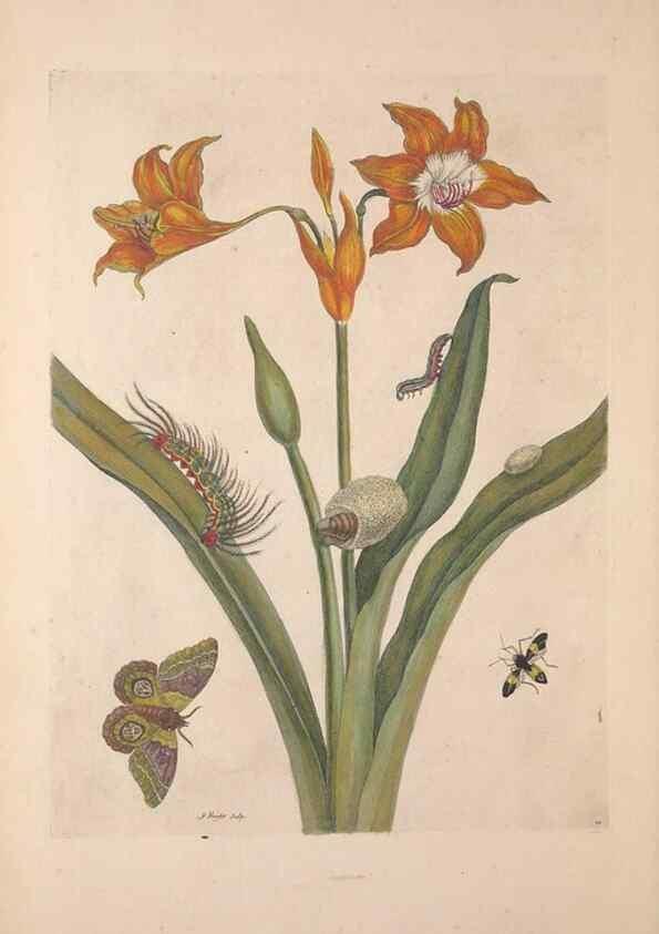 Reproducción/Reproduction 33271222228: Maria Sybilla Meriaen Over de voortteeling en wonderbaerlyke veranderingen der Surinaamsche insecten :. t'Amsterdam :By Jean Frederic Bernard,1730.. 