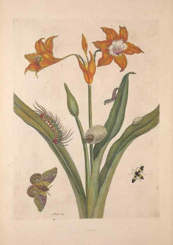 Reproducción/Reproduction 33271222228: Maria Sybilla Meriaen Over de voortteeling en wonderbaerlyke veranderingen der Surinaamsche insecten :. t'Amsterdam :By Jean Frederic Bernard,1730.. 