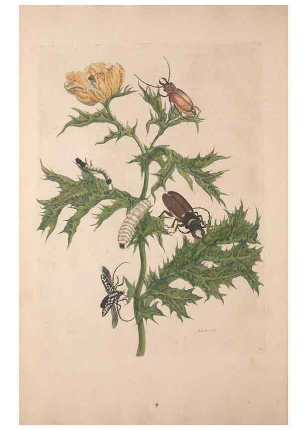Reproducción/Reproduction 46423070394: Maria Sybilla Meriaen Over de voortteeling en wonderbaerlyke veranderingen der Surinaamsche insecten :. t'Amsterdam :By Jean Frederic Bernard,1730.. 
