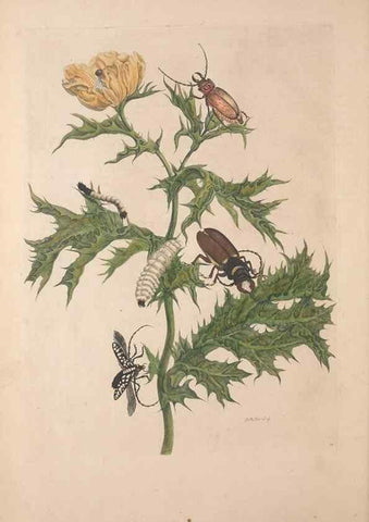 Reproducción/Reproduction 46423070394: Maria Sybilla Meriaen Over de voortteeling en wonderbaerlyke veranderingen der Surinaamsche insecten :. t'Amsterdam :By Jean Frederic Bernard,1730.. 