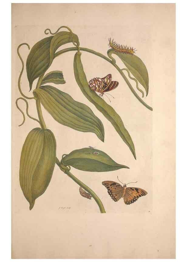 Reproducción/Reproduction 33271226248: Maria Sybilla Meriaen Over de voortteeling en wonderbaerlyke veranderingen der Surinaamsche insecten :. t'Amsterdam :By Jean Frederic Bernard,1730.. 