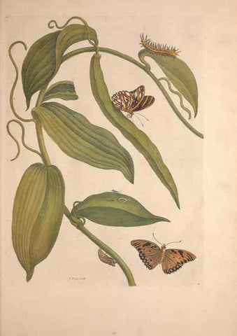 Reproducción/Reproduction 33271226248: Maria Sybilla Meriaen Over de voortteeling en wonderbaerlyke veranderingen der Surinaamsche insecten :. t'Amsterdam :By Jean Frederic Bernard,1730.. 