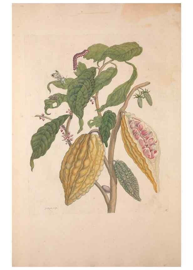 Reproducción/Reproduction 40181507673: Maria Sybilla Meriaen Over de voortteeling en wonderbaerlyke veranderingen der Surinaamsche insecten :. t'Amsterdam :By Jean Frederic Bernard,1730.. 
