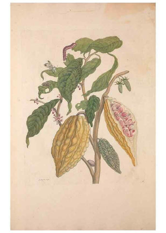 Reproducción/Reproduction 40181507673: Maria Sybilla Meriaen Over de voortteeling en wonderbaerlyke veranderingen der Surinaamsche insecten :. t'Amsterdam :By Jean Frederic Bernard,1730.. 