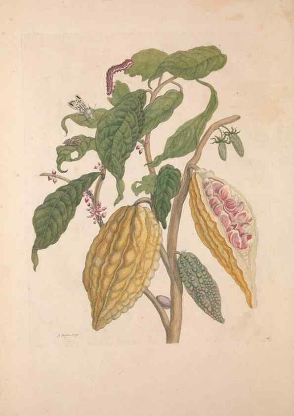 Reproducción/Reproduction 40181507673: Maria Sybilla Meriaen Over de voortteeling en wonderbaerlyke veranderingen der Surinaamsche insecten :. t'Amsterdam :By Jean Frederic Bernard,1730.. 