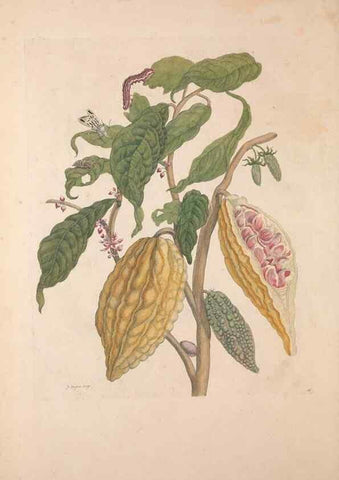 Reproducción/Reproduction 40181507673: Maria Sybilla Meriaen Over de voortteeling en wonderbaerlyke veranderingen der Surinaamsche insecten :. t'Amsterdam :By Jean Frederic Bernard,1730.. 