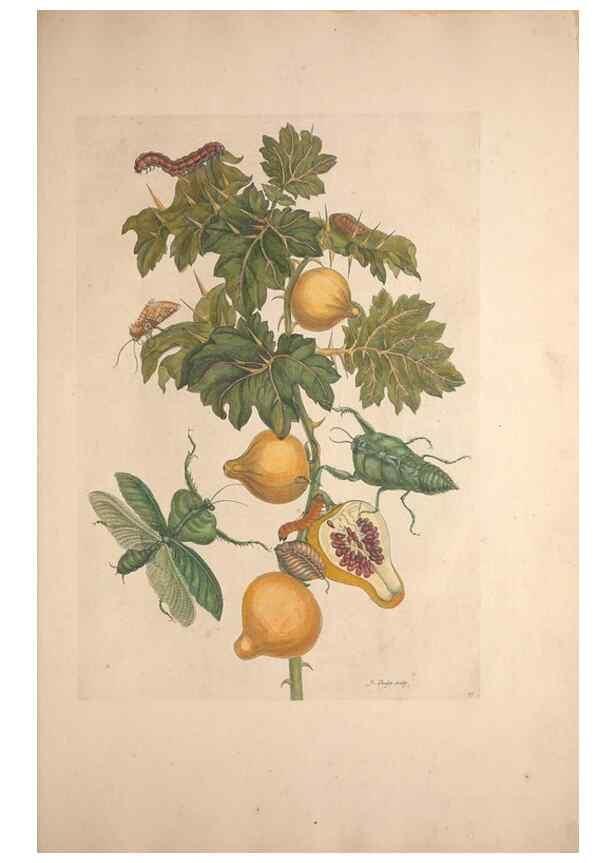 Reproducción/Reproduction 46232233815: Maria Sybilla Meriaen Over de voortteeling en wonderbaerlyke veranderingen der Surinaamsche insecten :. t'Amsterdam :By Jean Frederic Bernard,1730.. 
