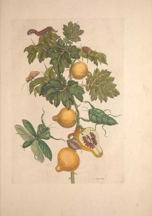 Reproducción/Reproduction 46232233815: Maria Sybilla Meriaen Over de voortteeling en wonderbaerlyke veranderingen der Surinaamsche insecten :. t'Amsterdam :By Jean Frederic Bernard,1730.. 