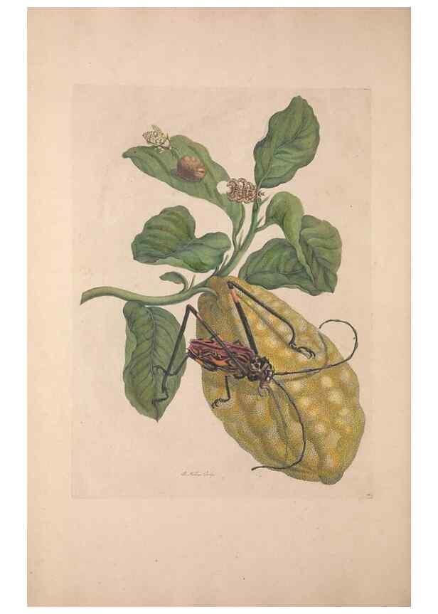 Reproducción/Reproduction 33271230288: Maria Sybilla Meriaen Over de voortteeling en wonderbaerlyke veranderingen der Surinaamsche insecten :. t'Amsterdam :By Jean Frederic Bernard,1730.. 