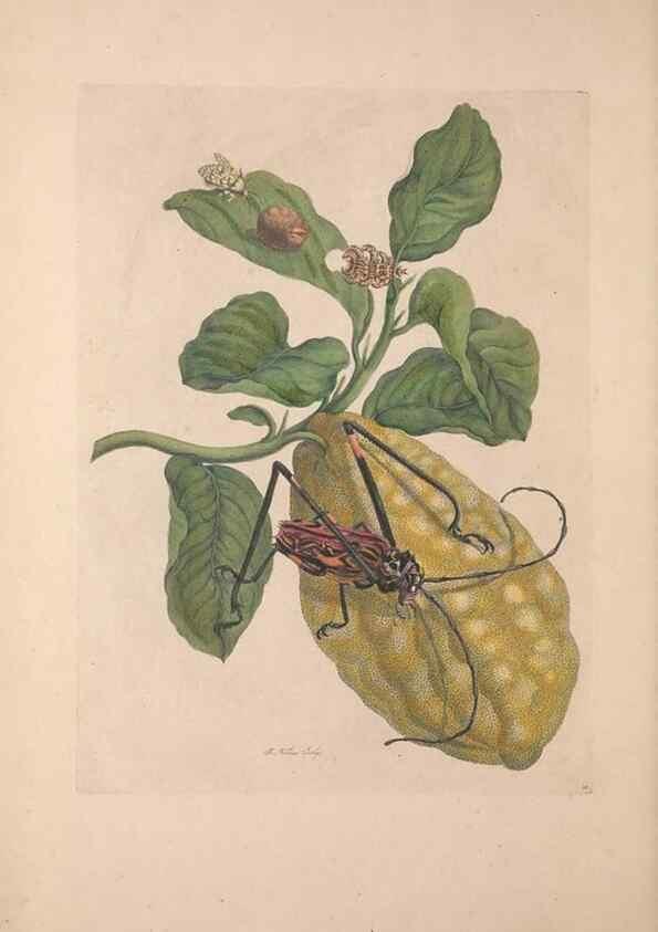 Reproducción/Reproduction 33271230288: Maria Sybilla Meriaen Over de voortteeling en wonderbaerlyke veranderingen der Surinaamsche insecten :. t'Amsterdam :By Jean Frederic Bernard,1730.. 