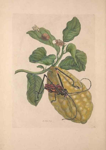 Reproducción/Reproduction 33271230288: Maria Sybilla Meriaen Over de voortteeling en wonderbaerlyke veranderingen der Surinaamsche insecten :. t'Amsterdam :By Jean Frederic Bernard,1730.. 
