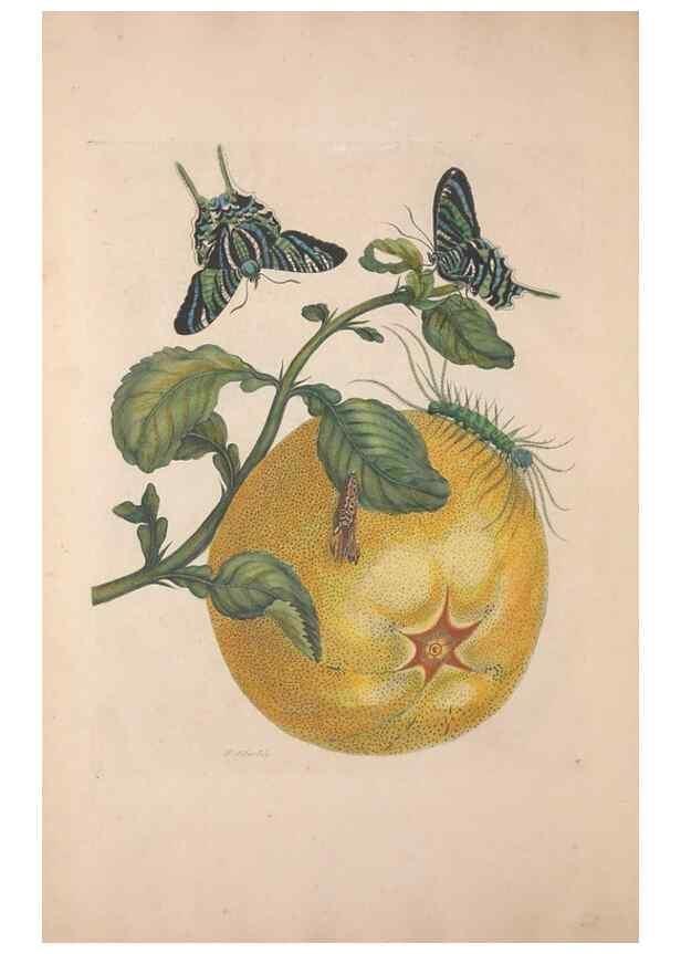 Reproducción/Reproduction 40181510983: Maria Sybilla Meriaen Over de voortteeling en wonderbaerlyke veranderingen der Surinaamsche insecten :. t'Amsterdam :By Jean Frederic Bernard,1730.. 