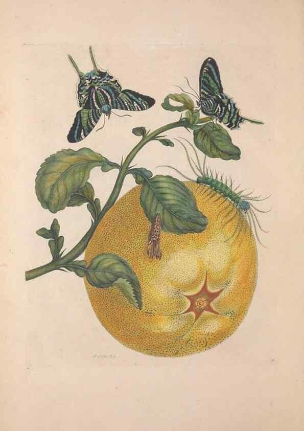 Reproducción/Reproduction 40181510983: Maria Sybilla Meriaen Over de voortteeling en wonderbaerlyke veranderingen der Surinaamsche insecten :. t'Amsterdam :By Jean Frederic Bernard,1730.. 