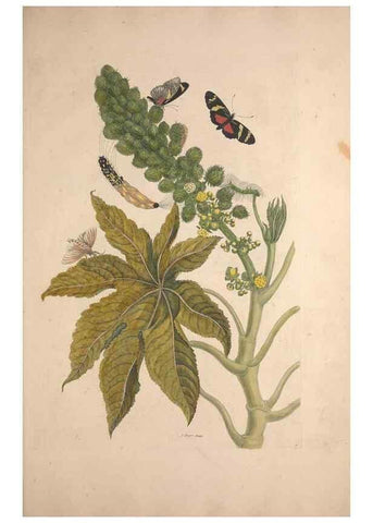 Reproducción/Reproduction 47146484401: Maria Sybilla Meriaen Over de voortteeling en wonderbaerlyke veranderingen der Surinaamsche insecten :. t'Amsterdam :By Jean Frederic Bernard,1730.. 