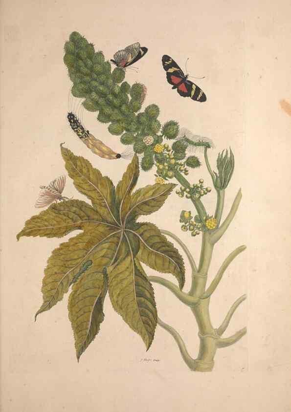 Reproducción/Reproduction 47146484401: Maria Sybilla Meriaen Over de voortteeling en wonderbaerlyke veranderingen der Surinaamsche insecten :. t'Amsterdam :By Jean Frederic Bernard,1730.. 