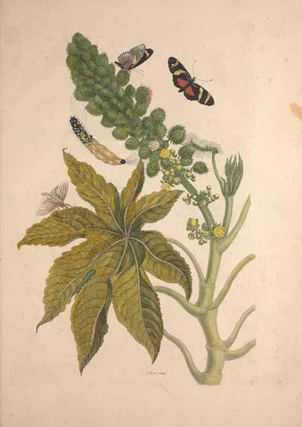 Reproducción/Reproduction 47146484401: Maria Sybilla Meriaen Over de voortteeling en wonderbaerlyke veranderingen der Surinaamsche insecten :. t'Amsterdam :By Jean Frederic Bernard,1730.. 