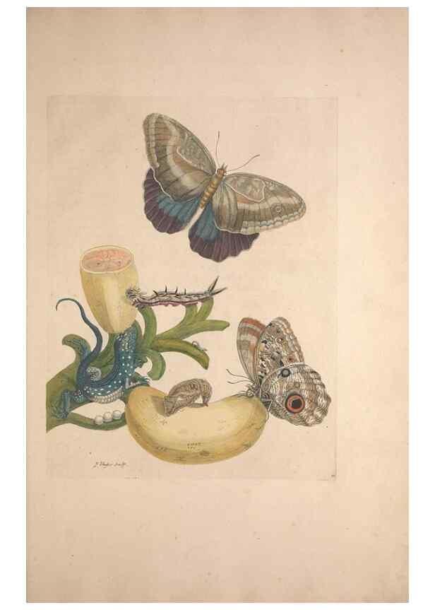 Reproducción/Reproduction 33271223638: Maria Sybilla Meriaen Over de voortteeling en wonderbaerlyke veranderingen der Surinaamsche insecten :. t'Amsterdam :By Jean Frederic Bernard,1730.. 