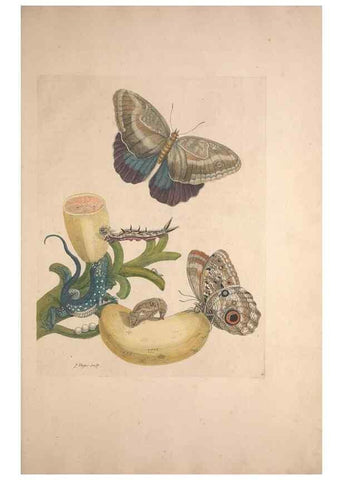 Reproducción/Reproduction 33271223638: Maria Sybilla Meriaen Over de voortteeling en wonderbaerlyke veranderingen der Surinaamsche insecten :. t'Amsterdam :By Jean Frederic Bernard,1730.. 