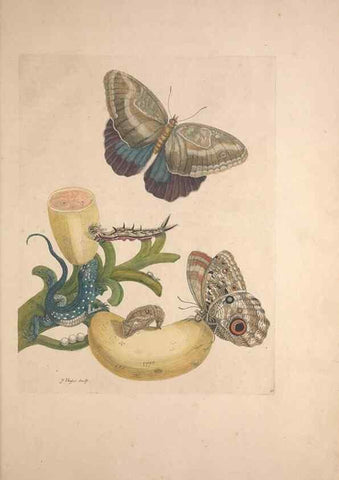 Reproducción/Reproduction 33271223638: Maria Sybilla Meriaen Over de voortteeling en wonderbaerlyke veranderingen der Surinaamsche insecten :. t'Amsterdam :By Jean Frederic Bernard,1730.. 