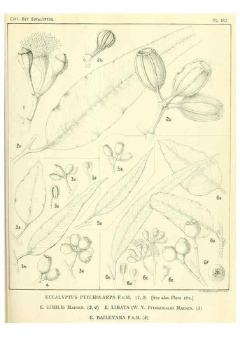 Reproducción/Reproduction 47010174282: A critical revision of the genus Eucalyptus,. Sydney,Gullick,1903-33.. 