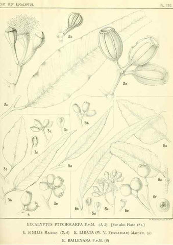 Reproducción/Reproduction 47010174282: A critical revision of the genus Eucalyptus,. Sydney,Gullick,1903-33.. 