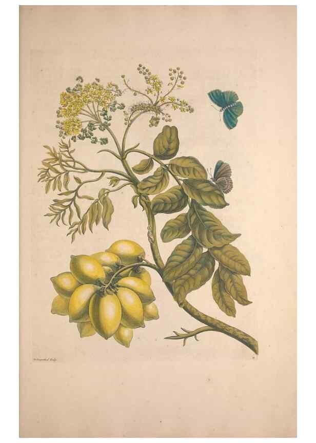 Reproducción/Reproduction 47146467661: Maria Sybilla Meriaen Over de voortteeling en wonderbaerlyke veranderingen der Surinaamsche insecten :. t'Amsterdam :By Jean Frederic Bernard,1730.. 