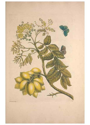 Reproducción/Reproduction 47146467661: Maria Sybilla Meriaen Over de voortteeling en wonderbaerlyke veranderingen der Surinaamsche insecten :. t'Amsterdam :By Jean Frederic Bernard,1730.. 