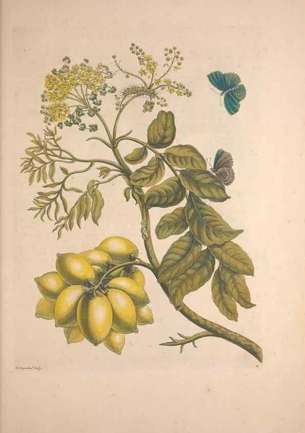 Reproducción/Reproduction 47146467661: Maria Sybilla Meriaen Over de voortteeling en wonderbaerlyke veranderingen der Surinaamsche insecten :. t'Amsterdam :By Jean Frederic Bernard,1730.. 