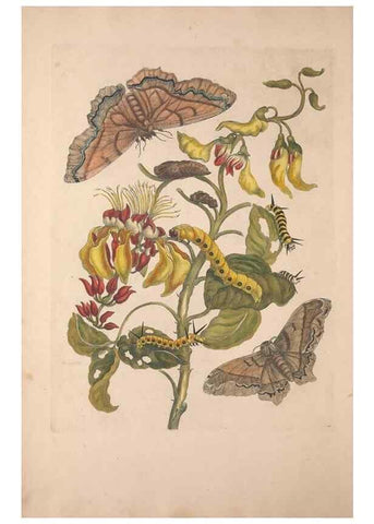 Reproducción/Reproduction 32204575417: Maria Sybilla Meriaen Over de voortteeling en wonderbaerlyke veranderingen der Surinaamsche insecten :. t'Amsterdam :By Jean Frederic Bernard,1730.. 