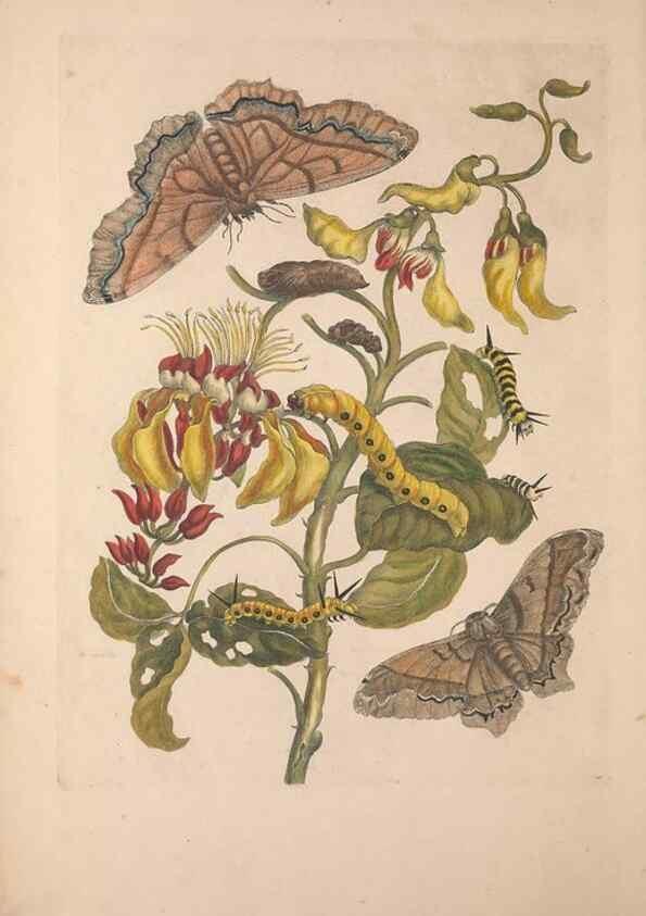 Reproducción/Reproduction 32204575417: Maria Sybilla Meriaen Over de voortteeling en wonderbaerlyke veranderingen der Surinaamsche insecten :. t'Amsterdam :By Jean Frederic Bernard,1730.. 