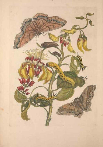 Reproducción/Reproduction 32204575417: Maria Sybilla Meriaen Over de voortteeling en wonderbaerlyke veranderingen der Surinaamsche insecten :. t'Amsterdam :By Jean Frederic Bernard,1730.. 