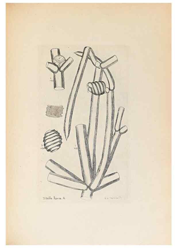 Reproducción/Reproduction 47094096762: Contributions to Japanese Characeae,. n.p.,1898?. 