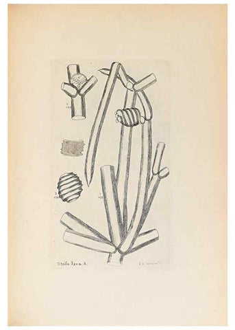 Reproducción/Reproduction 47094096762: Contributions to Japanese Characeae,. n.p.,1898?. 