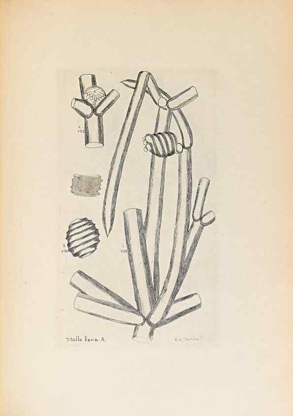 Reproducción/Reproduction 47094096762: Contributions to Japanese Characeae,. n.p.,1898?. 