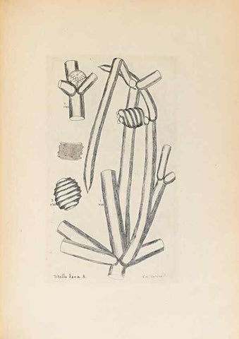 Reproducción/Reproduction 47094096762: Contributions to Japanese Characeae,. n.p.,1898?. 