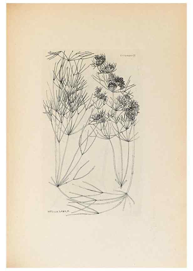Reproducción/Reproduction 46422885394: Contributions to Japanese Characeae,. n.p.,1898?. 