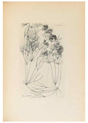 Reproducción/Reproduction 46422885394: Contributions to Japanese Characeae,. n.p.,1898?. 