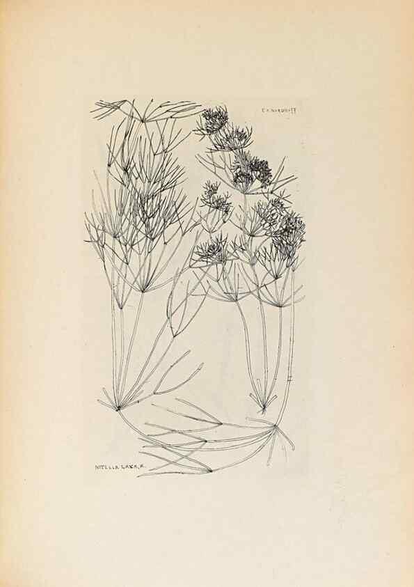 Reproducción/Reproduction 46422885394: Contributions to Japanese Characeae,. n.p.,1898?. 