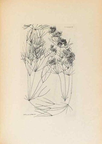 Reproducción/Reproduction 46422885394: Contributions to Japanese Characeae,. n.p.,1898?. 