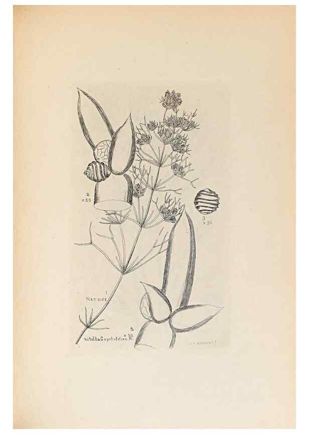 Reproducción/Reproduction 47094098482: Contributions to Japanese Characeae,. n.p.,1898?. 