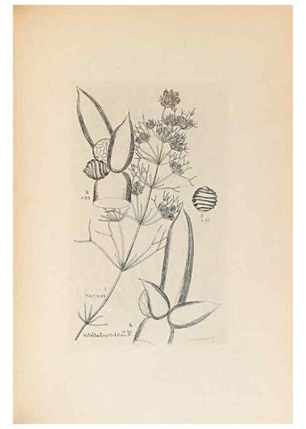 Reproducción/Reproduction 47094098482: Contributions to Japanese Characeae,. n.p.,1898?. 