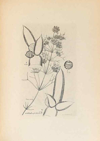 Reproducción/Reproduction 47094098482: Contributions to Japanese Characeae,. n.p.,1898?. 