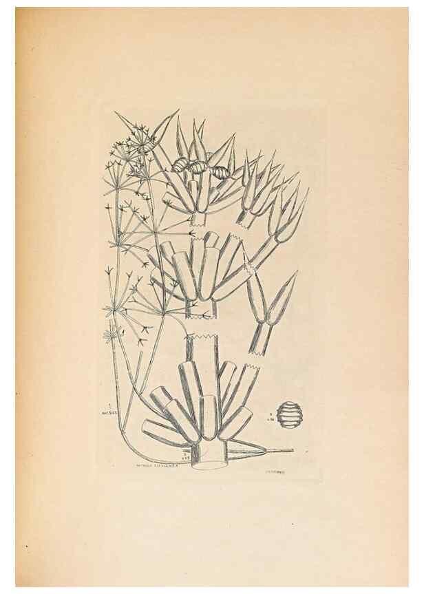 Reproducción/Reproduction 47146283831: Contributions to Japanese Characeae,. n.p.,1898?. 