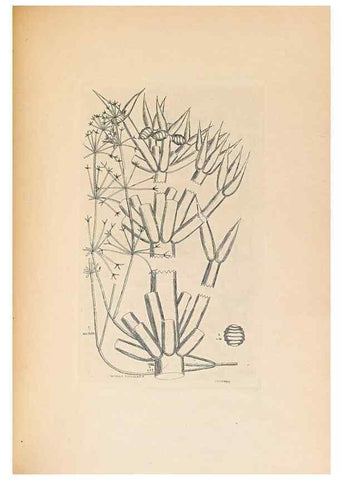 Reproducción/Reproduction 47146283831: Contributions to Japanese Characeae,. n.p.,1898?. 