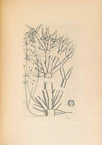 Reproducción/Reproduction 47146283831: Contributions to Japanese Characeae,. n.p.,1898?. 