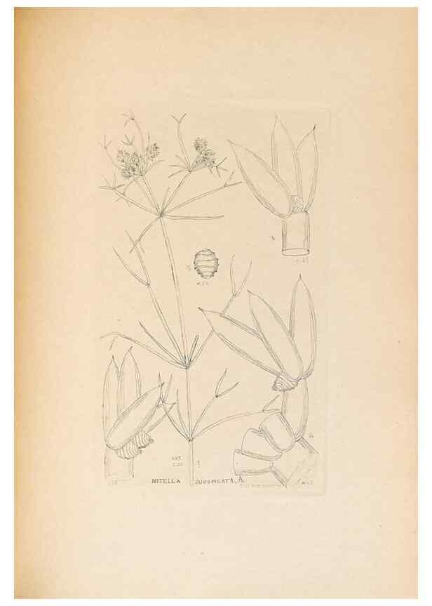 Reproducción/Reproduction 46232058325: Contributions to Japanese Characeae,. n.p.,1898?. 
