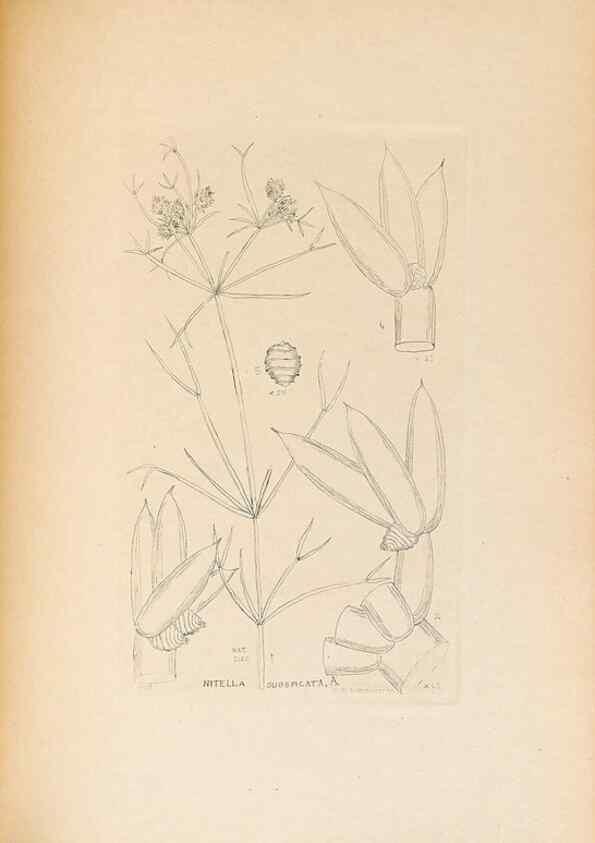 Reproducción/Reproduction 46232058325: Contributions to Japanese Characeae,. n.p.,1898?. 